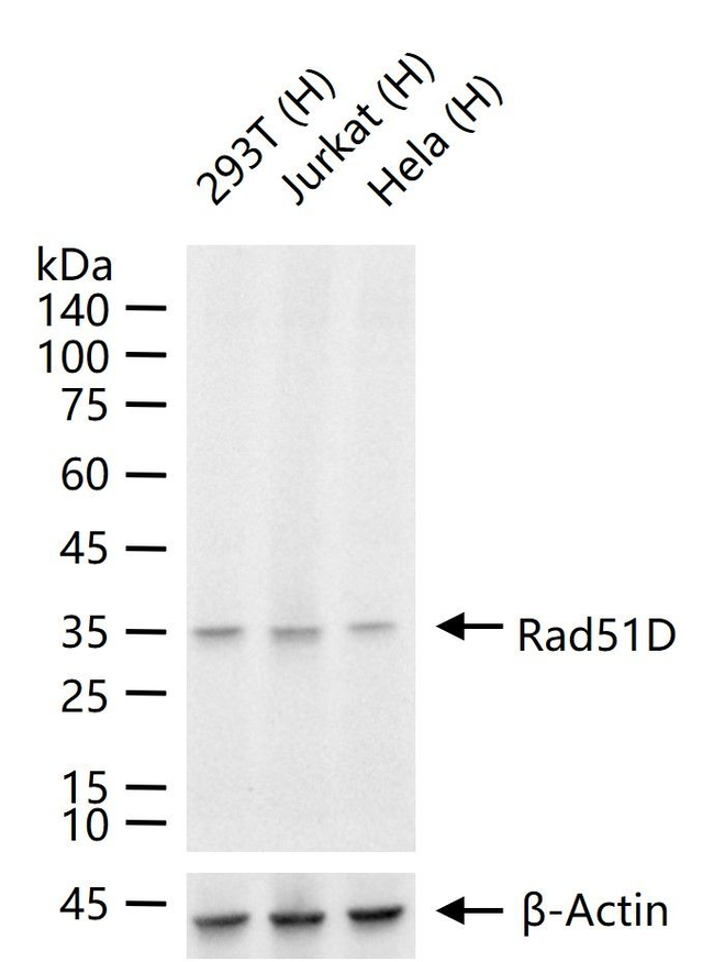 RAD51D Antibody in Western Blot (WB)