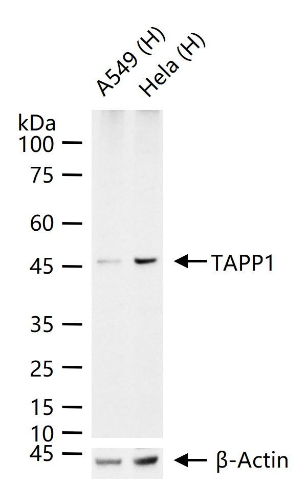 TAPP1 Antibody in Western Blot (WB)