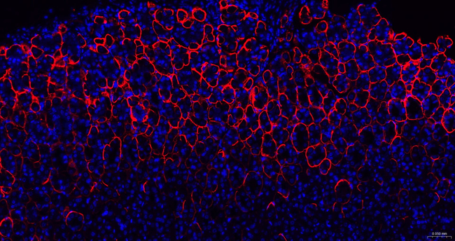 Aquaporin 4 Antibody in Immunohistochemistry (Paraffin) (IHC (P))