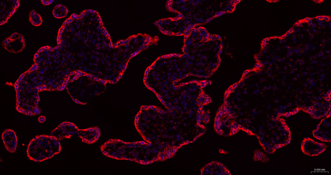 PTGER2 Antibody in Immunohistochemistry (Paraffin) (IHC (P))