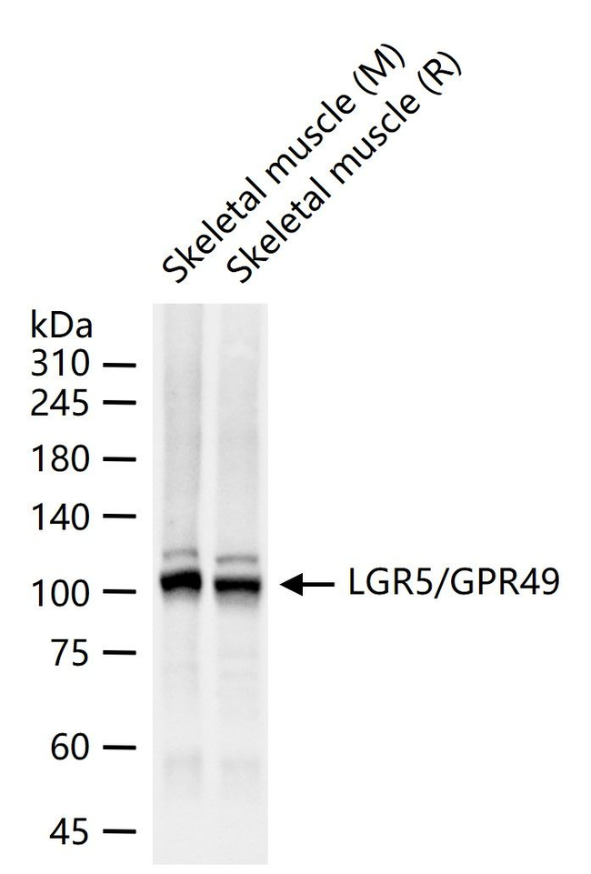 LGR5 Antibody in Western Blot (WB)