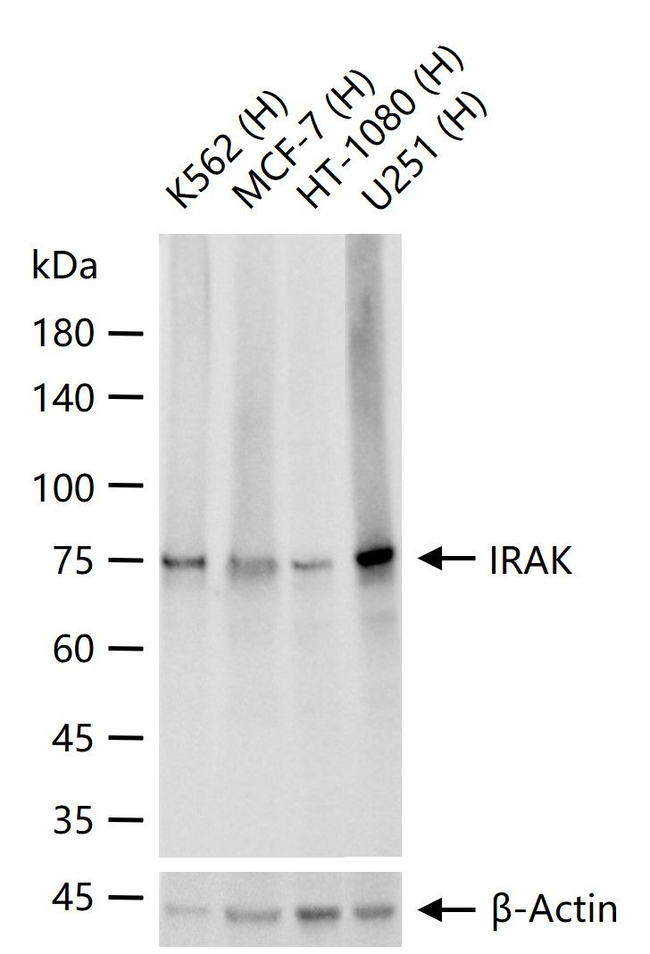 IRAK1 Antibody in Western Blot (WB)