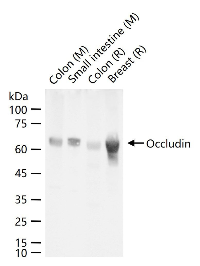 Occludin Antibody in Western Blot (WB)
