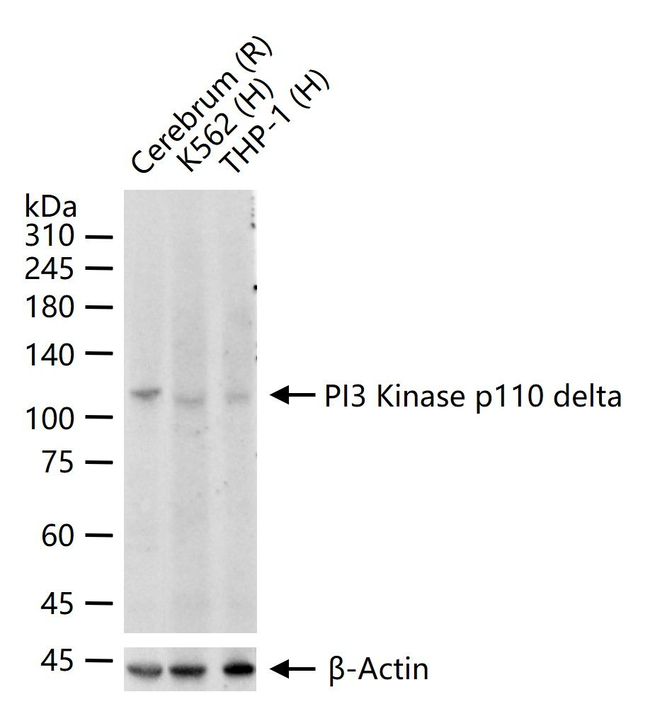 PIK3CD Antibody in Western Blot (WB)