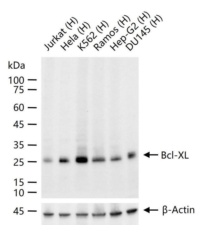 BCL-XL Antibody in Western Blot (WB)