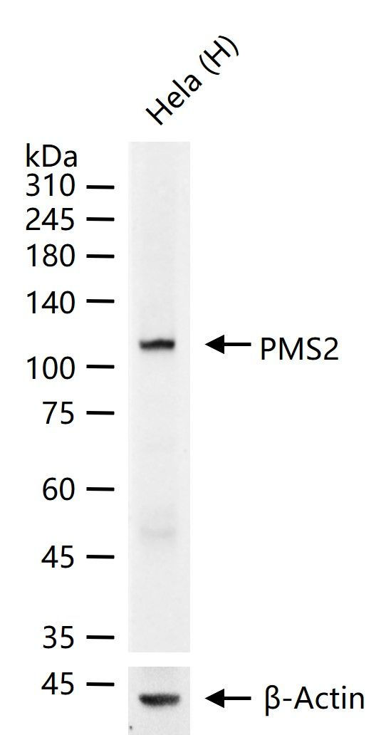 PMS2 Antibody in Western Blot (WB)