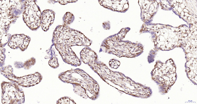 ERK1 Antibody in Immunohistochemistry (Paraffin) (IHC (P))