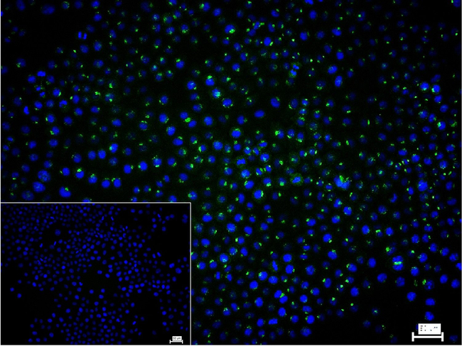 Caveolin 2 Antibody in Immunocytochemistry (ICC/IF)