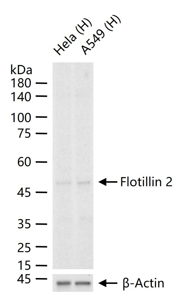 Flotillin 2 Antibody in Western Blot (WB)