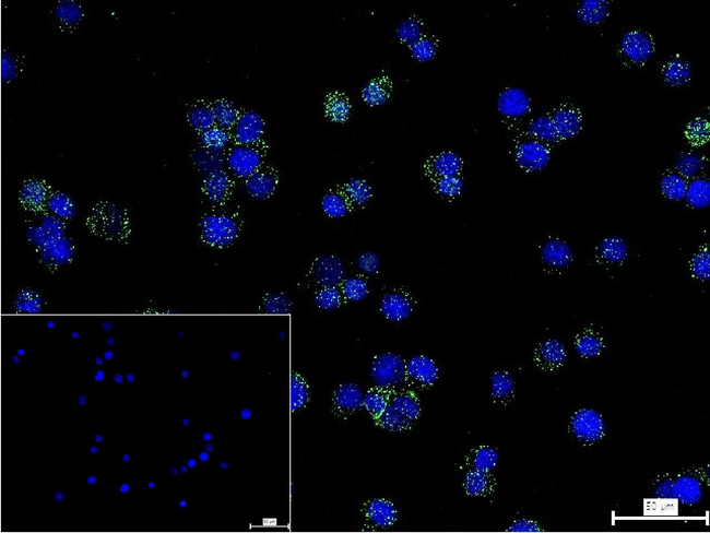 CD97 Antibody in Immunocytochemistry (ICC/IF)