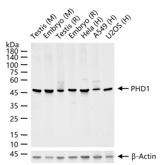 PHD1 Antibody in Western Blot (WB)