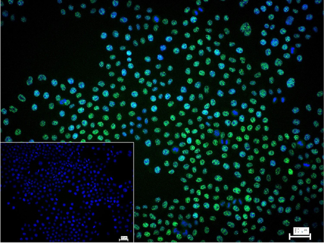 PYGO2 Antibody in Immunocytochemistry (ICC/IF)