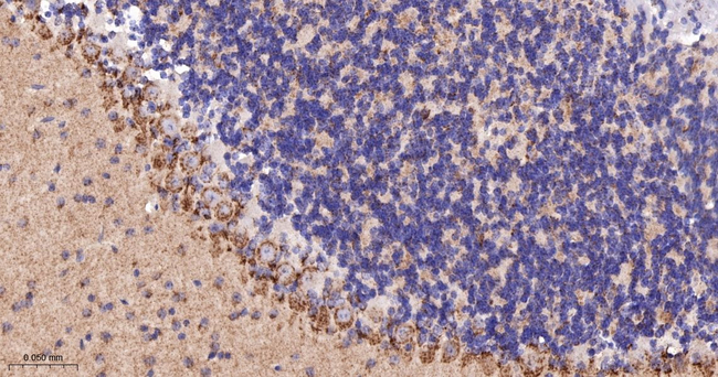 GM130 Antibody in Immunohistochemistry (Paraffin) (IHC (P))