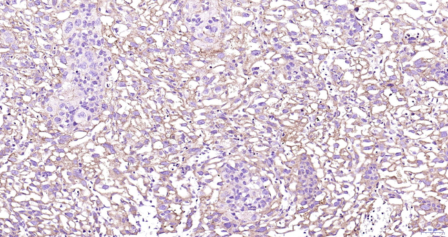 Adiponectin Antibody in Immunohistochemistry (Paraffin) (IHC (P))