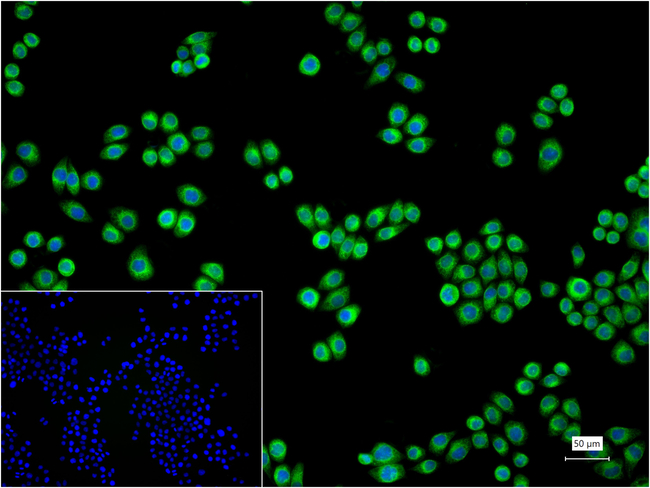 KDEL Antibody in Immunocytochemistry (ICC/IF)