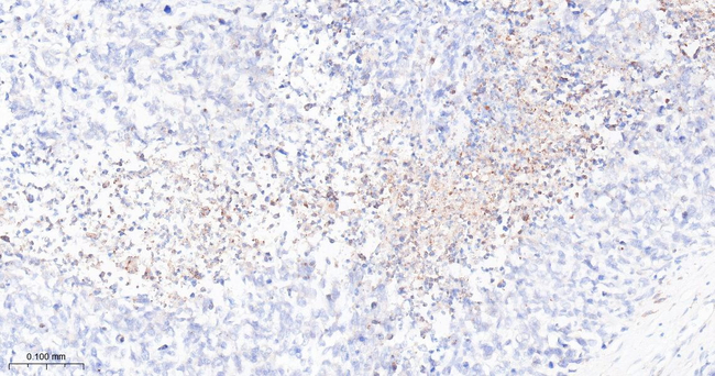 cIAP2 Antibody in Immunohistochemistry (Paraffin) (IHC (P))
