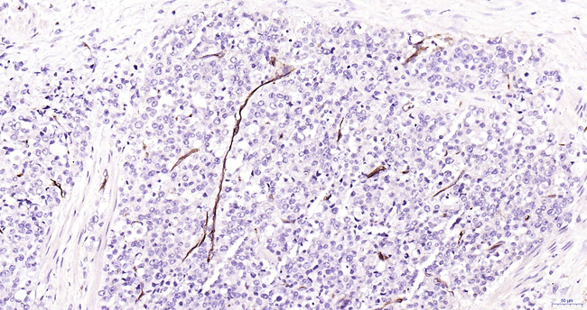 Adiponectin Antibody in Immunohistochemistry (Paraffin) (IHC (P))