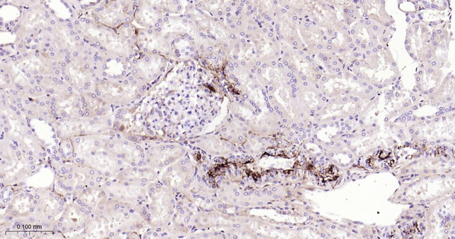 Complement C9 Antibody in Immunohistochemistry (Paraffin) (IHC (P))