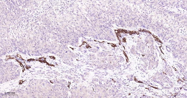 CD146 Antibody in Immunohistochemistry (Paraffin) (IHC (P))