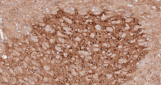 HSPA12A Antibody in Immunohistochemistry (Paraffin) (IHC (P))