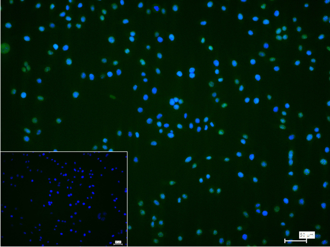 MSI1 Antibody in Immunocytochemistry (ICC/IF)