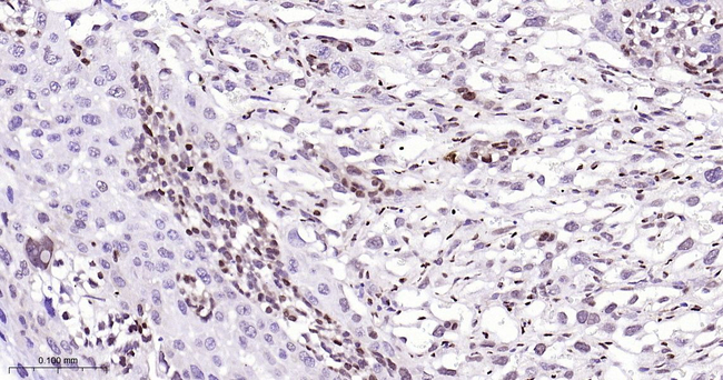 p57 Kip2 Antibody in Immunohistochemistry (Paraffin) (IHC (P))