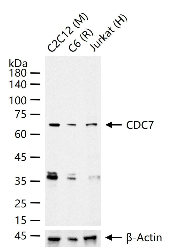 CDC7 Antibody in Western Blot (WB)