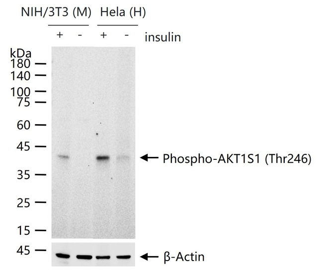 Phospho-PRAS40 (Thr246) Antibody in Western Blot (WB)