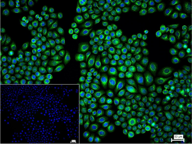 PRAS40 Antibody in Immunocytochemistry (ICC/IF)