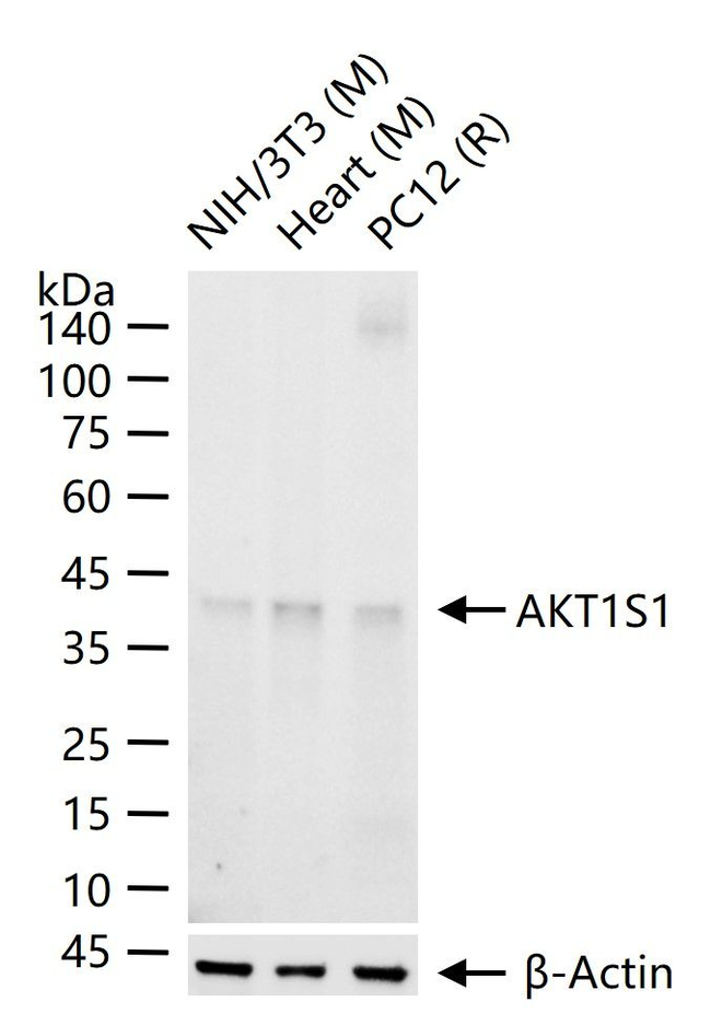 PRAS40 Antibody in Western Blot (WB)