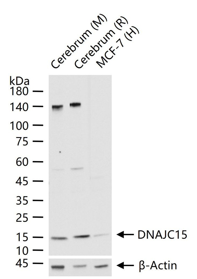 DNAJC15 Antibody in Western Blot (WB)