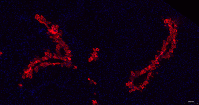 Glutamine Synthetase Antibody in Immunohistochemistry (Paraffin) (IHC (P))