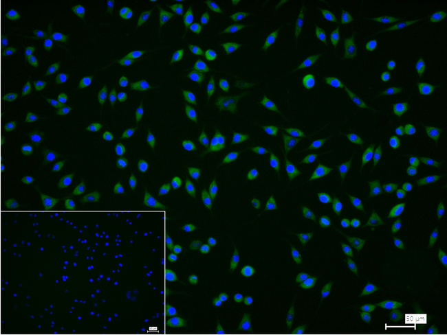 Annexin VII Antibody in Immunocytochemistry (ICC/IF)