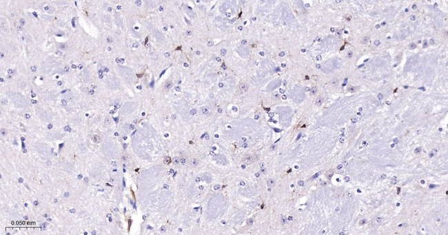 SHP-1 Antibody in Immunohistochemistry (Paraffin) (IHC (P))