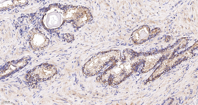Annexin VII Antibody in Immunohistochemistry (Paraffin) (IHC (P))