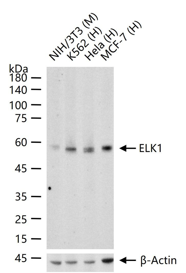 ELK1 Antibody in Western Blot (WB)