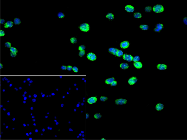 BAK Antibody in Immunocytochemistry (ICC/IF)