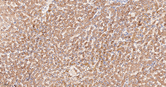 Transferrin Antibody in Immunohistochemistry (Paraffin) (IHC (P))