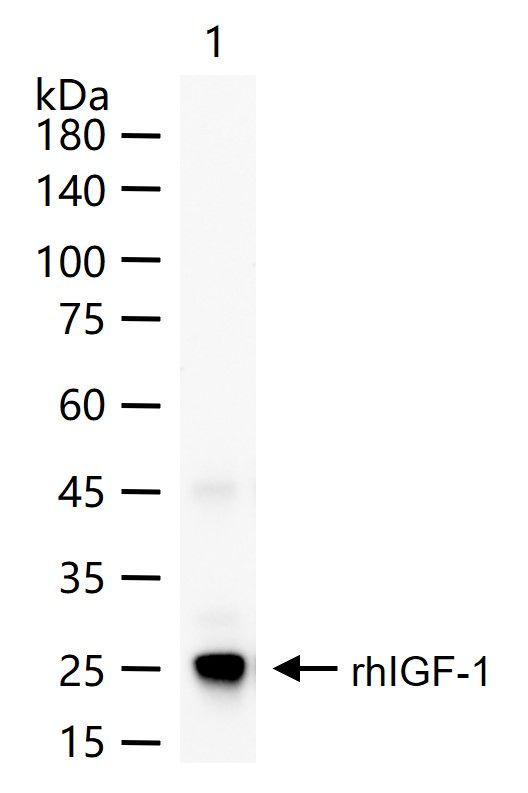IGF1 Antibody in Western Blot (WB)