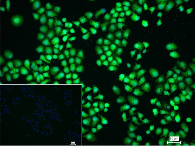 RhoA/RhoB/RhoC Antibody in Immunocytochemistry (ICC/IF)