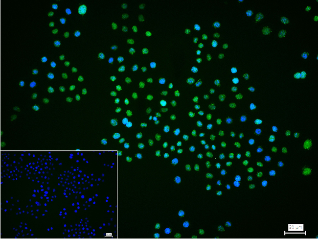 HP1 alpha Antibody in Immunocytochemistry (ICC/IF)