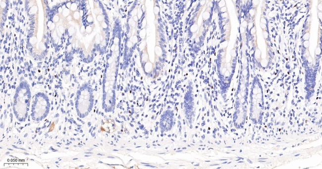 GATA2/GATA3 Antibody in Immunohistochemistry (Paraffin) (IHC (P))