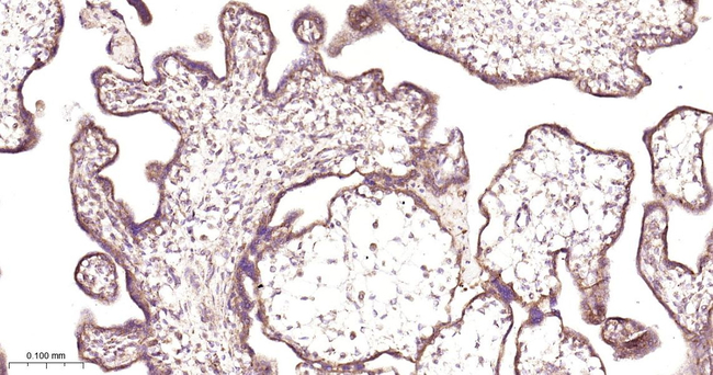 Prohibitin Antibody in Immunohistochemistry (Paraffin) (IHC (P))