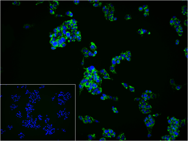 TOMM20 Antibody in Immunocytochemistry (ICC/IF)