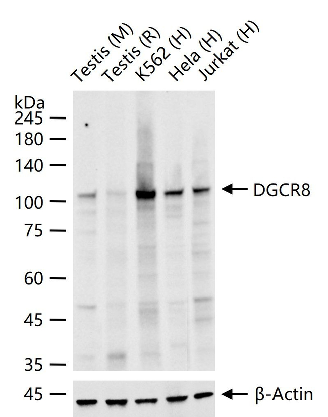DGCR8 Antibody in Western Blot (WB)