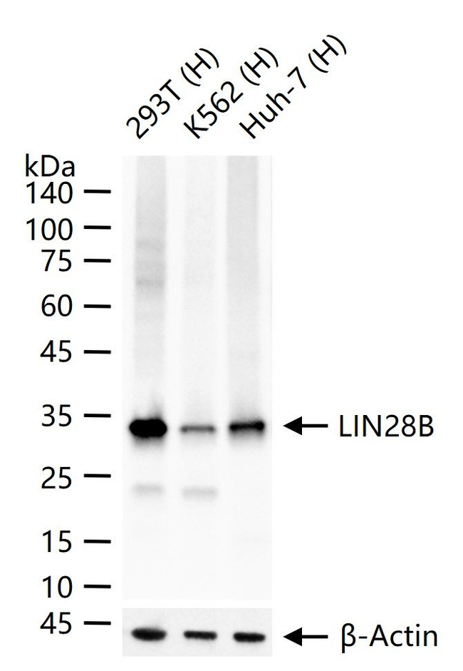 LIN28B Antibody in Western Blot (WB)