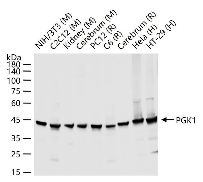 PGK1 Antibody in Western Blot (WB)