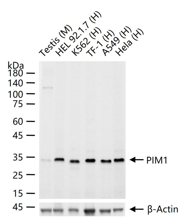 PIM1 Antibody in Western Blot (WB)