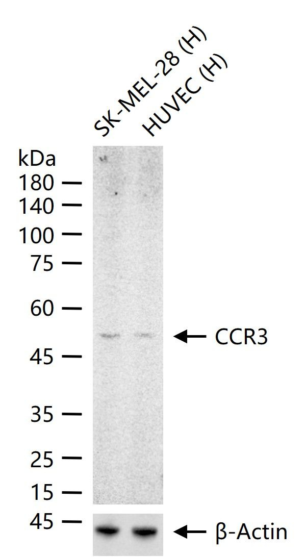 CCR3 Antibody in Western Blot (WB)