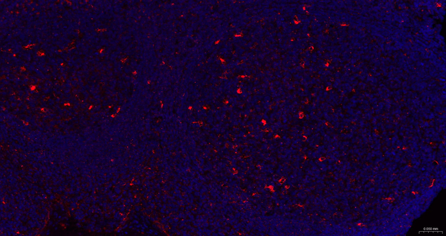 APOE Antibody in Immunohistochemistry (Paraffin) (IHC (P))
